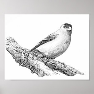 Póster Goldfinch