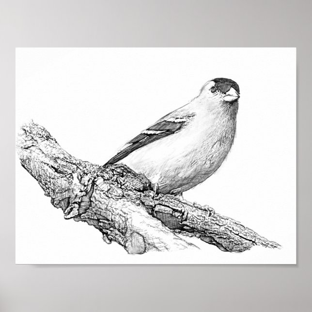 Póster Goldfinch (Frente)