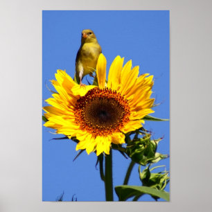 Póster Goldfinch americano no girassol