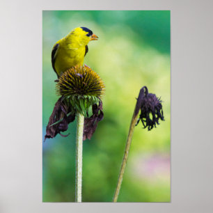 Póster Goldfinch Atop de Cone Flower