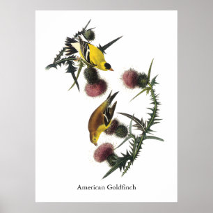 Póster Goldfinch do americano de Audubon