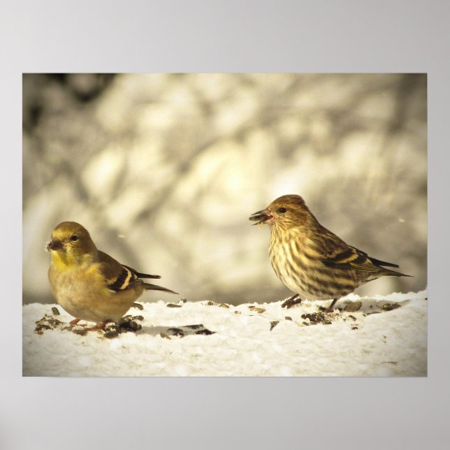Poster Goldfinch e Pine Siskin (Frente)