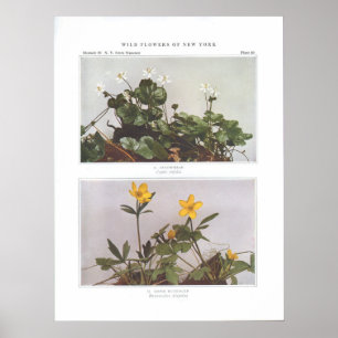 Póster Goldthread - trifolia do Coptis