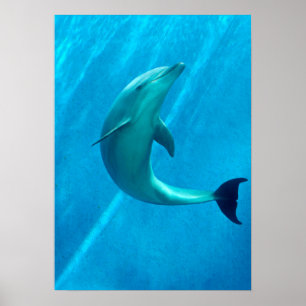 Poster Golfinho