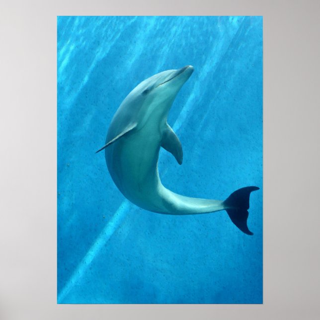 Poster Golfinho (Frente)
