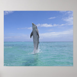 Póster Golfinho de Bottlenose comum que nada para trás