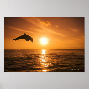 Póster Golfinho de Bottlenose que salta 2