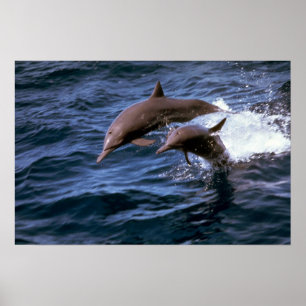 Poster Golfinho do girador