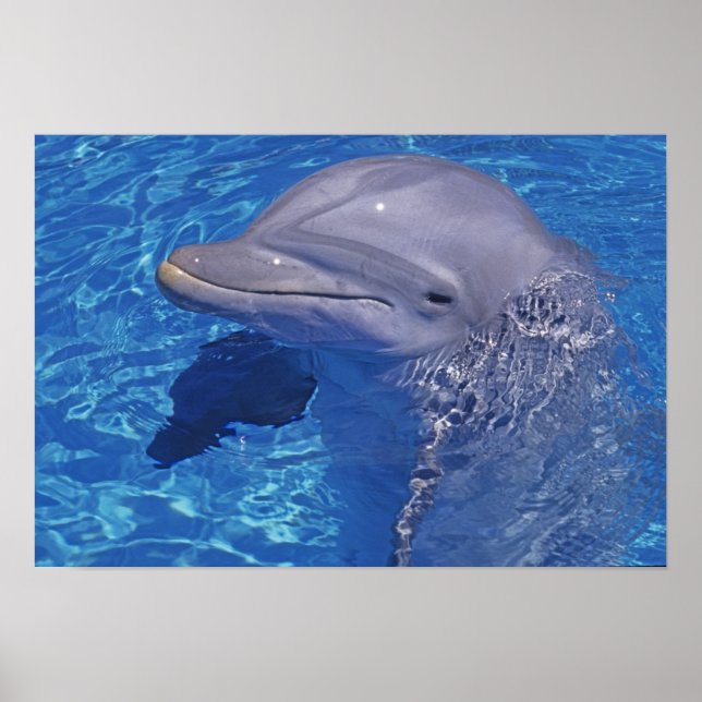 Póster Golfinho Estrangulado, Tursiops Truncatus (Frente)