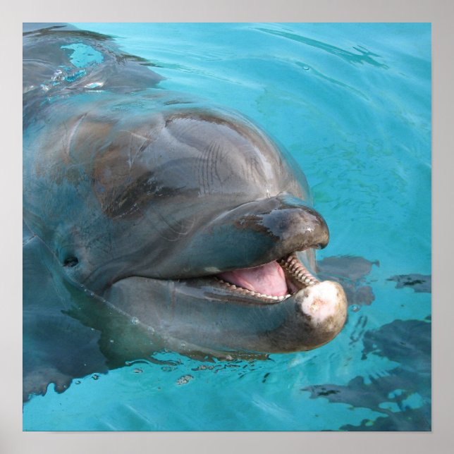 Póster Golfinho Feliz (Frente)