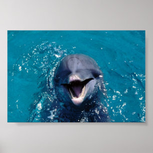 Póster Golfinho feliz