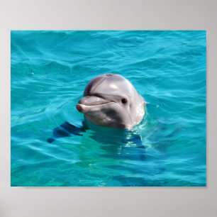 Póster Golfinho na foto da água azul