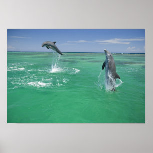 Póster Golfinho-nariz-de-garrafa Tursiops truncatus