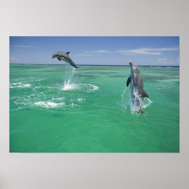 Póster Golfinho-nariz-de-garrafa Tursiops truncatus (Frente)