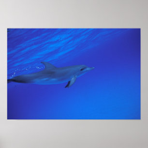 Poster Golfinho pintado do Caribe, Bahamas