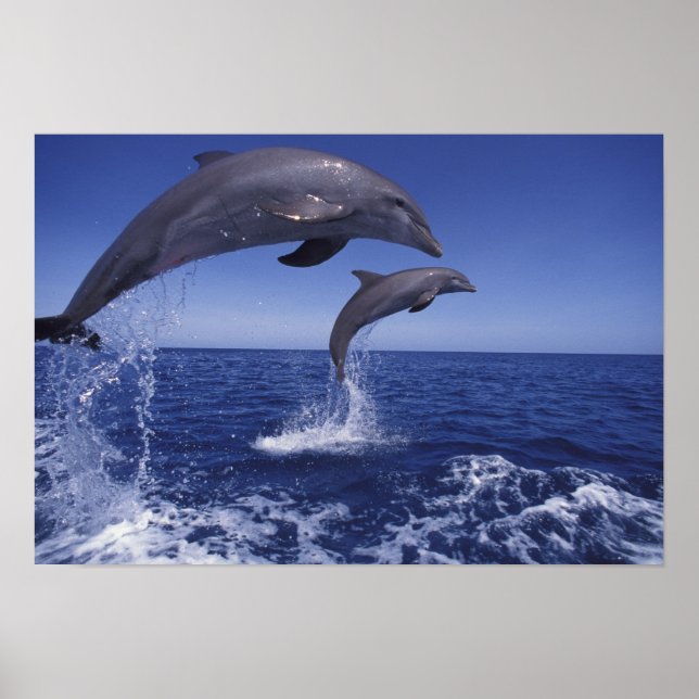 Póster golfinhos-do-caribe, nariz-de-garrafa (Frente)