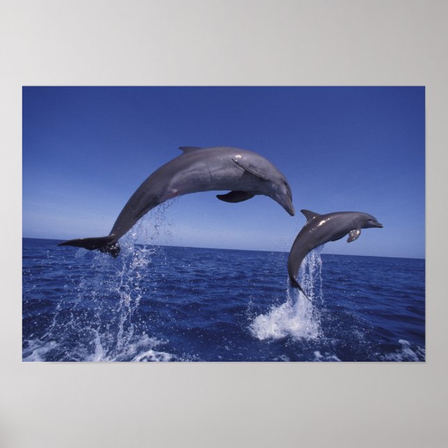 Poster golfinhos-do-caribe, nariz-de-garrafa (Frente)