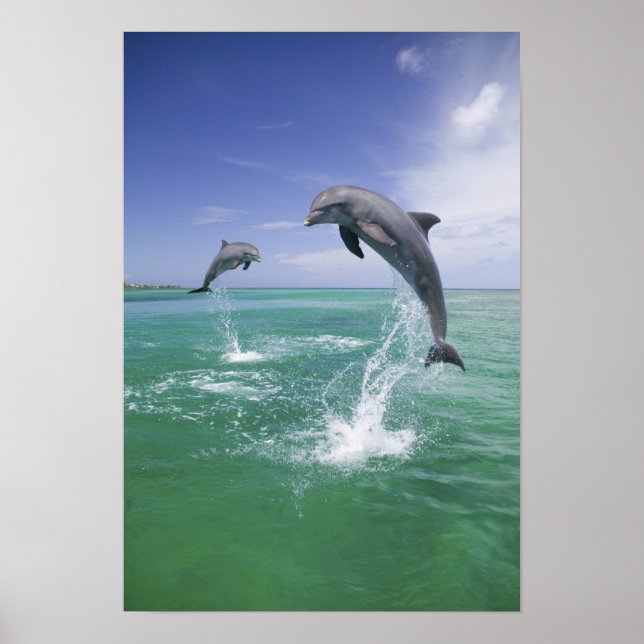 Póster Golfinhos-do-garganta (Tursiops truncatus) 4 (Frente)
