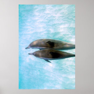 Póster Golfinhos do girador Oahu Havaí