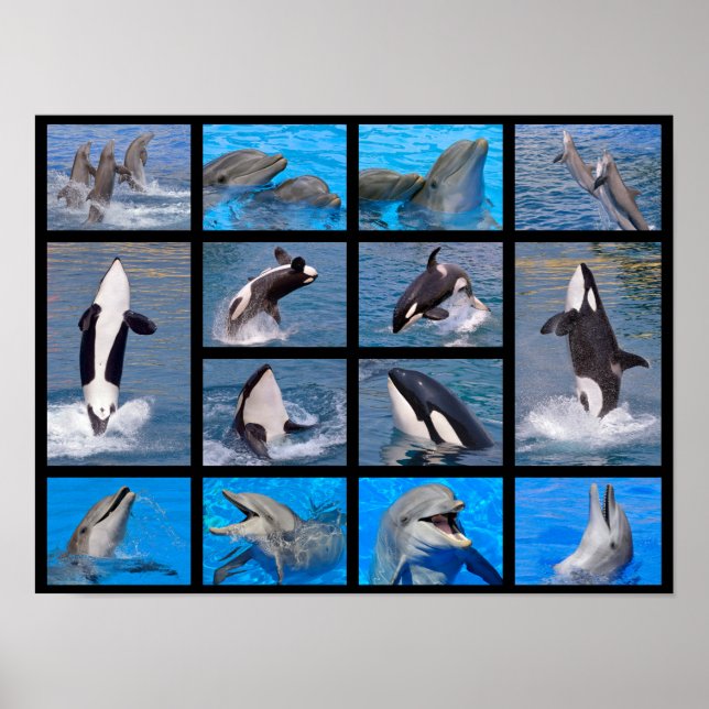 Póster Golfinhos e baleias assassinas (Frente)