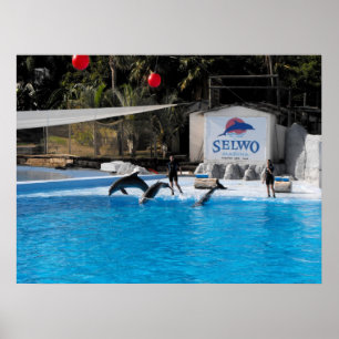 Póster Golfinhos e seus treinadores no Parque Marinho de 