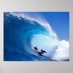 Poster Golfinhos surfando