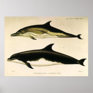 Poster Golfinhos Vintage, Animais Mamíferos Marinhos