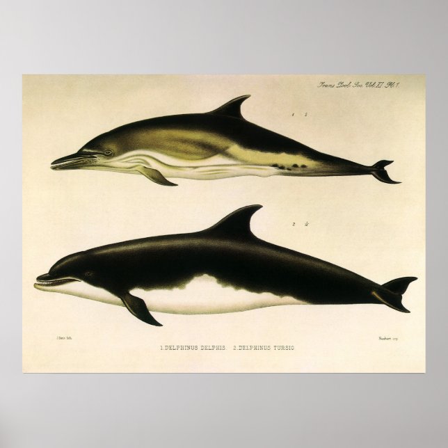 Poster Golfinhos Vintage, Animais Mamíferos Marinhos  (Frente)