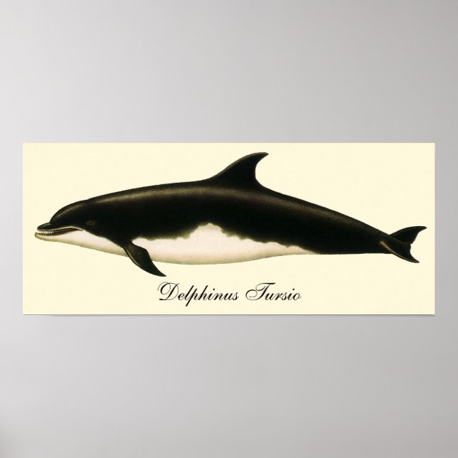 Póster Golfinhos-Vintage Delphinus Tursio, Mamíferos Mari (Frente)
