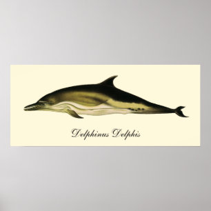 Poster Golfo Delphinus Delphis, Animais Marinhos Vintage