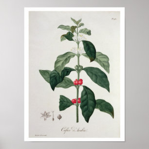 Póster Goma-arábica do Coffea de "Phytographie Medicale"