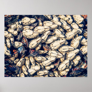 Poster Gooseneck Barnacles & Mussels, Westcoast Canada