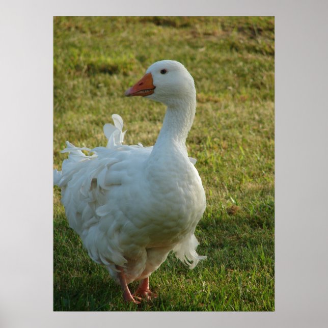 Poster Goosey (Frente)