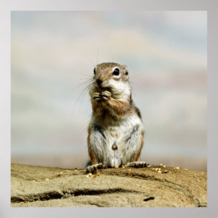 Póster Gopher_005
