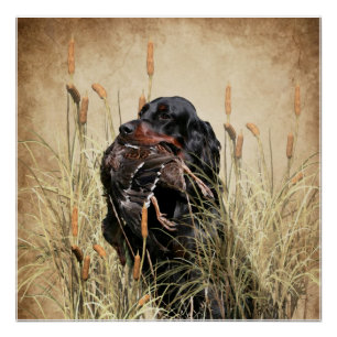 Póster Gordon Setter , a tapeçaria de caça de patos