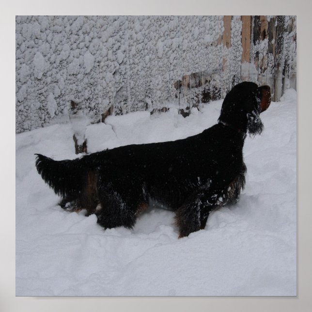 Poster Gordon Setter em uma tela de neve (Frente)