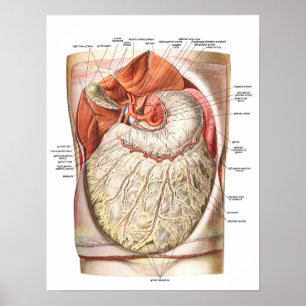 Póster Gordura abdominal/obesidade
