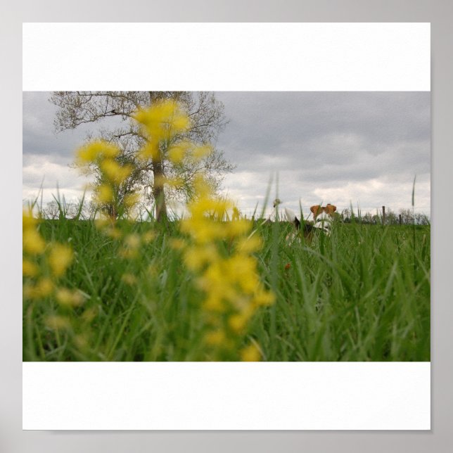 Poster Gordy (Frente)