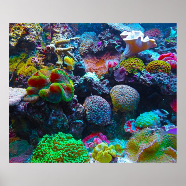 Poster Gorgeous Coral Reef (Frente)