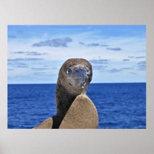 Poster Gorgeous Gannet