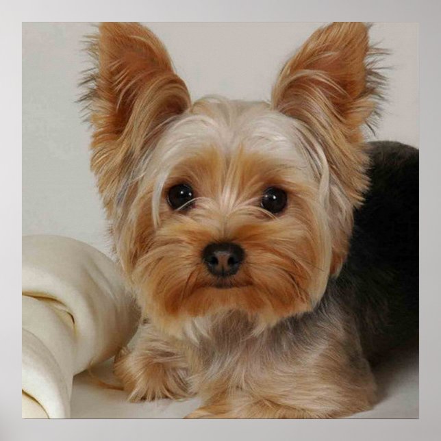 Poster Gorgeous Yorkshire Terrier (Frente)