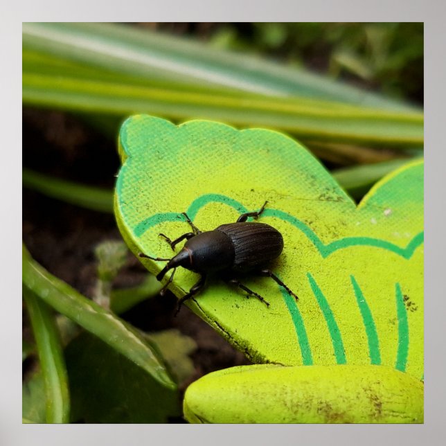 Poster Gorgulho, Besouros, Curculionoidea, Percevejo (Frente)