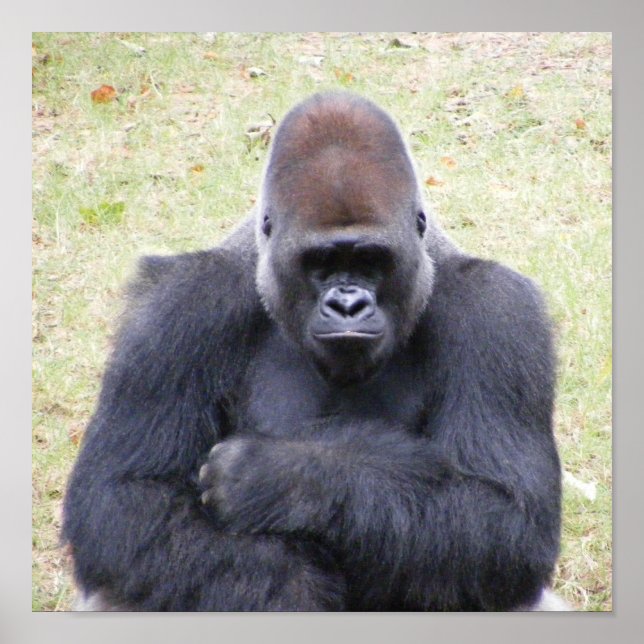 Poster Gorila (Frente)