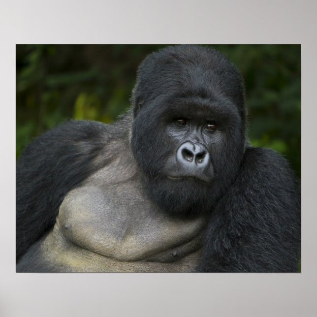 Poster Gorila da Montanha e Silverback (Frente)