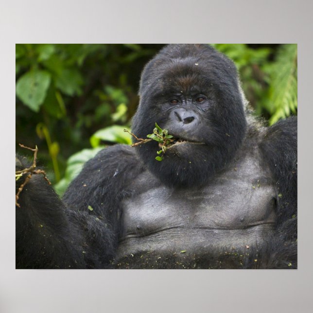 Poster Gorila da Montanha e Silverback (Frente)