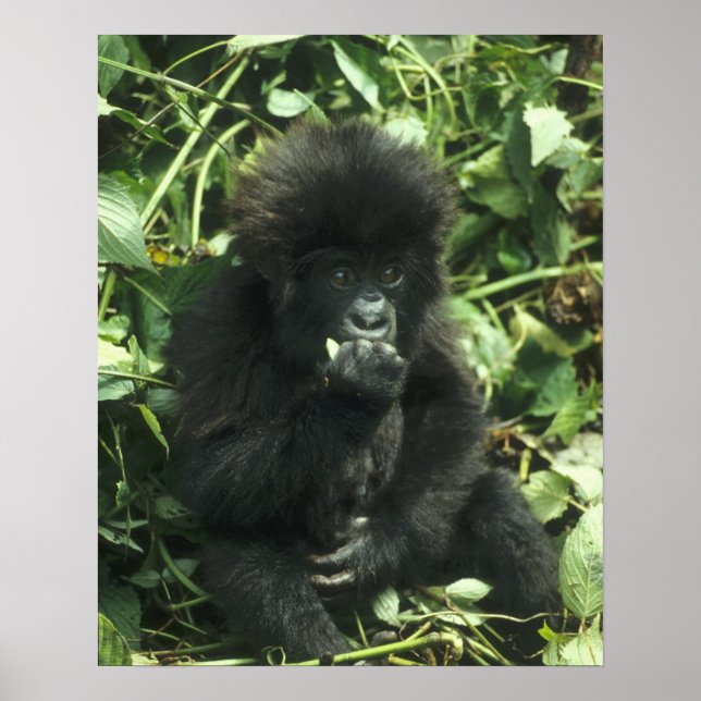 Poster Gorila da Montanha, (Gorilla gorilla beringei), (Frente)