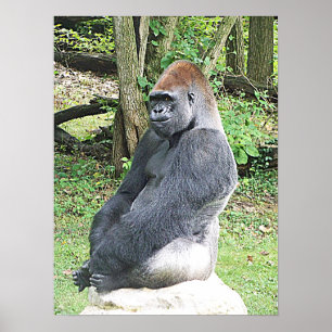 Póster Gorila da planície na pose de assento