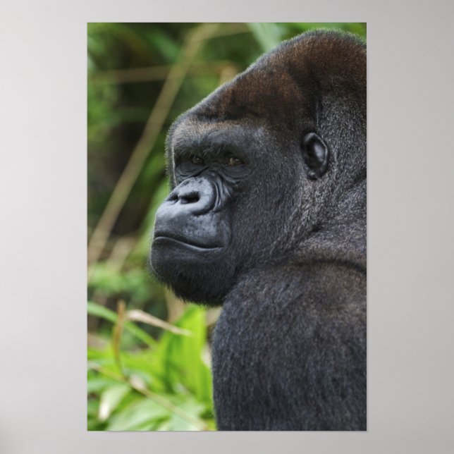 Póster Gorila-de-costas-silverback cativo (Frente)