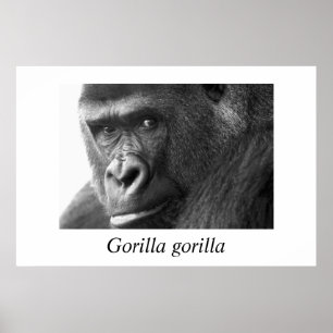 Póster Gorila de Gorilla-#1-Gorilla