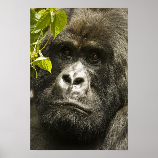 Póster Gorila de montanha, Gorilla beringei beringei, (Frente)
